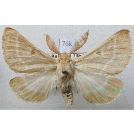 Lemonia balcanica (Herrich-Schäffer, 1847) male Bulgaria76k